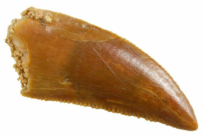 Serrated Raptor Tooth - Real Dinosaur Tooth #355542